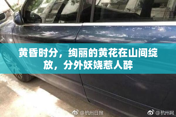 黄昏时分，绚丽的黄花在山间绽放，分外妖娆惹人醉