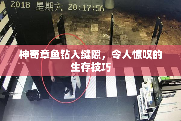 神奇章鱼钻入缝隙，令人惊叹的生存技巧