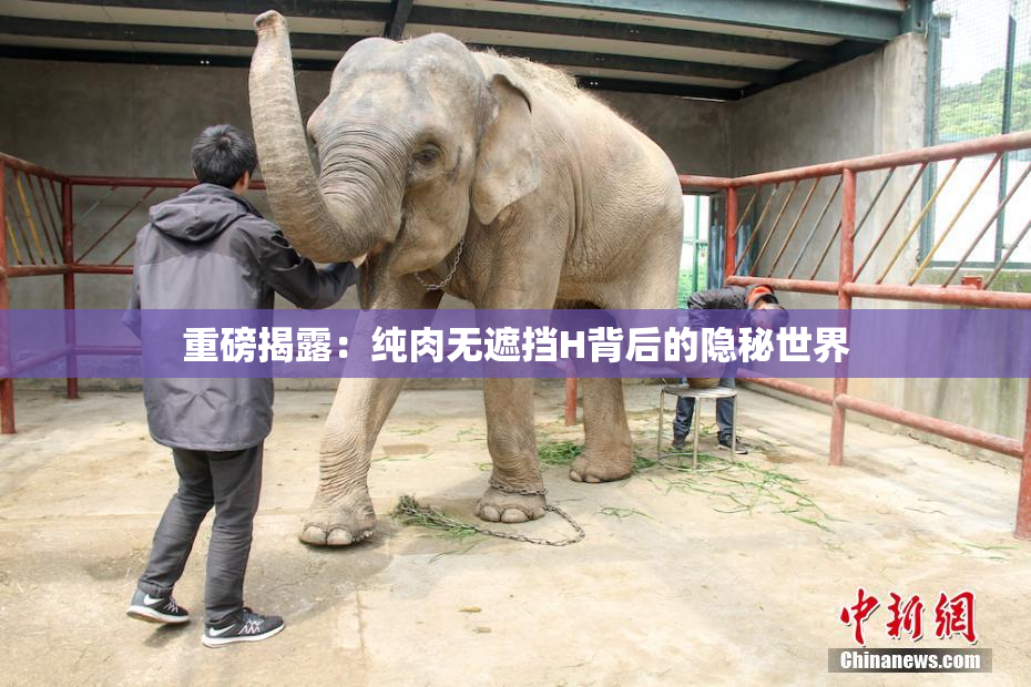 重磅揭露：纯肉无遮挡H背后的隐秘世界