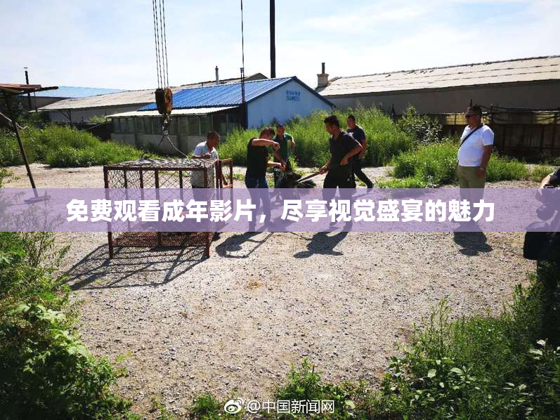 免费观看成年影片，尽享视觉盛宴的魅力