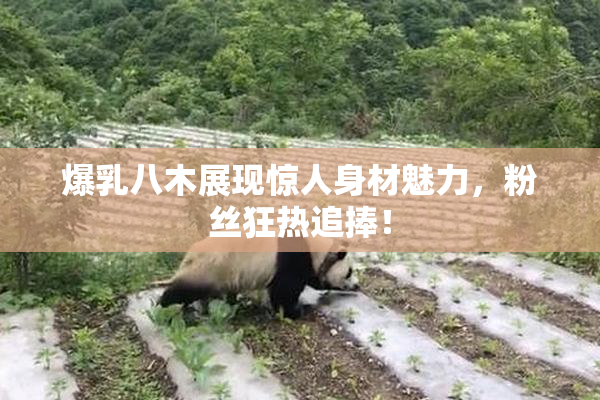 爆乳八木展现惊人身材魅力，粉丝狂热追捧！