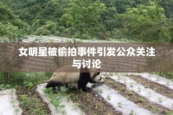 女明星被偷拍事件引发公众关注与讨论