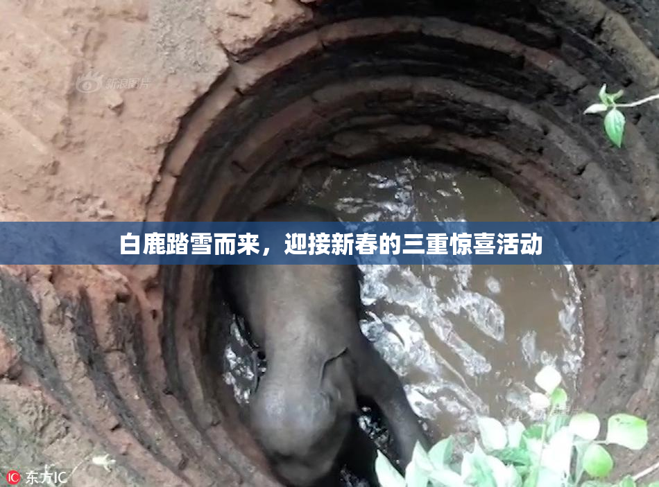白鹿踏雪而来，迎接新春的三重惊喜活动