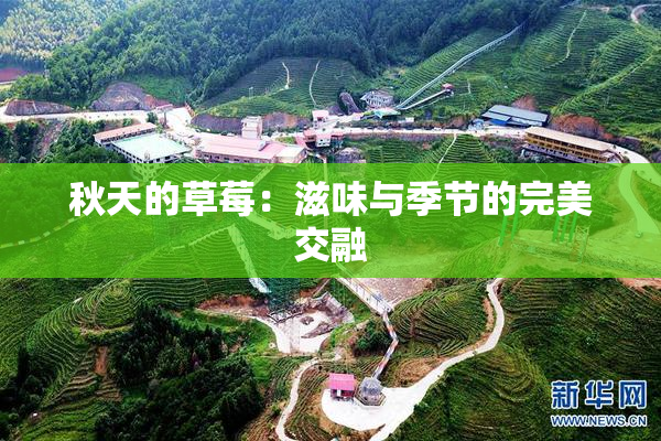 秋天的草莓：滋味与季节的完美交融