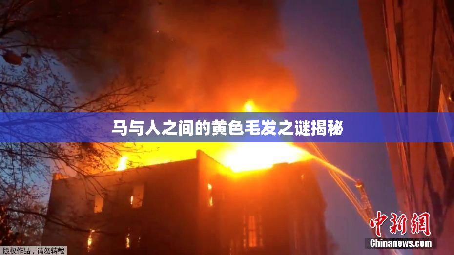 马与人之间的黄色毛发之谜揭秘