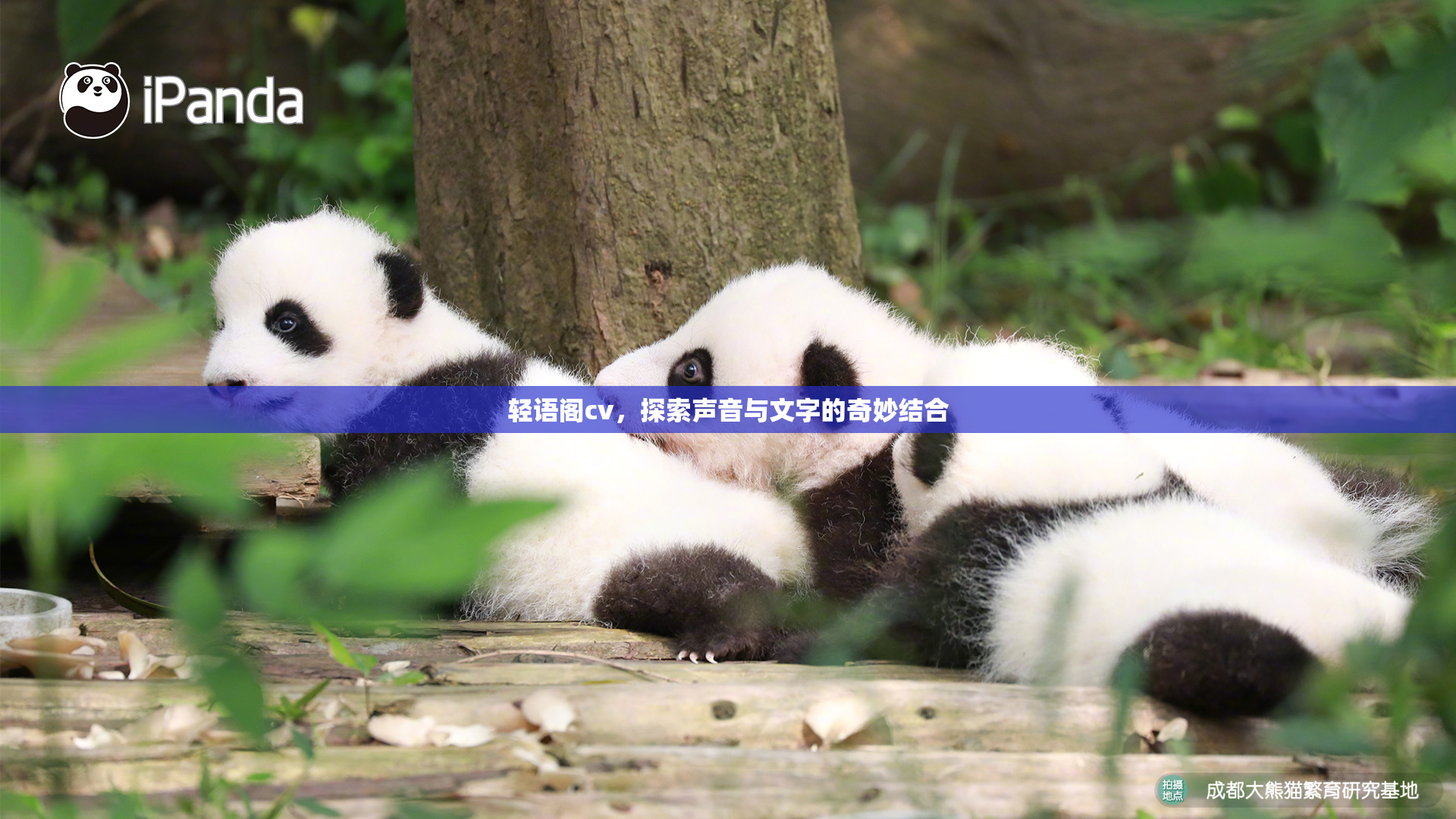 轻语阁cv，探索声音与文字的奇妙结合