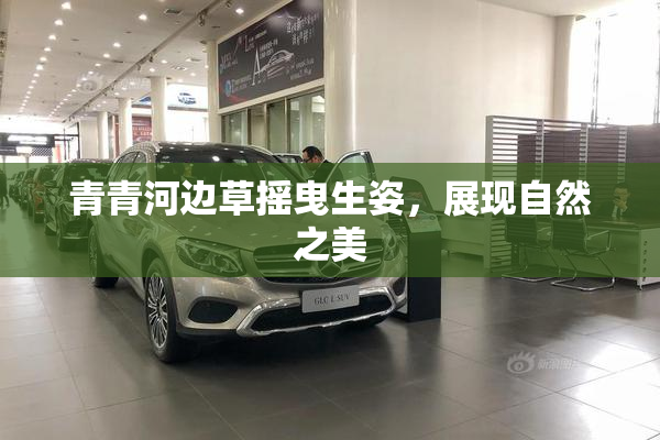 青青河边草摇曳生姿，展现自然之美