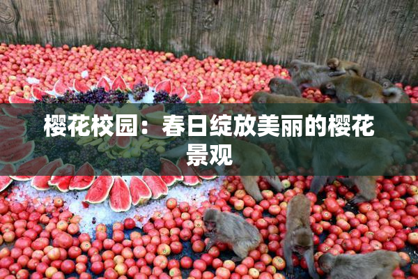 樱花校园：春日绽放美丽的樱花景观