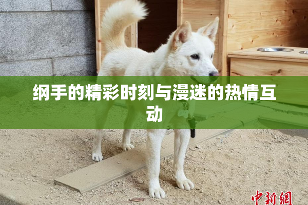 纲手的精彩时刻与漫迷的热情互动