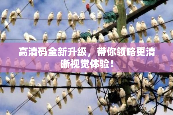 高清码全新升级，带你领略更清晰视觉体验！