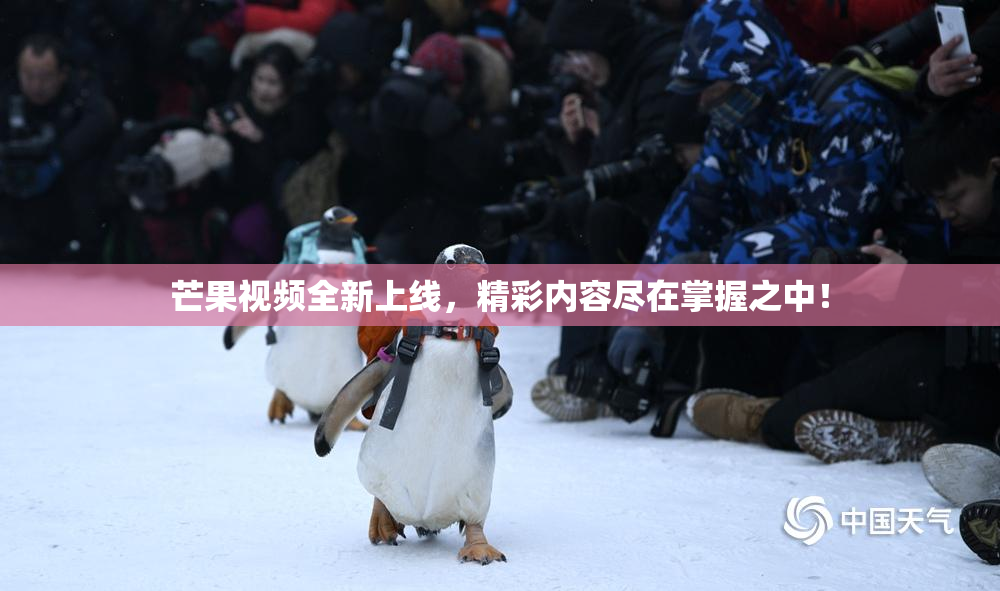 芒果视频全新上线，精彩内容尽在掌握之中！