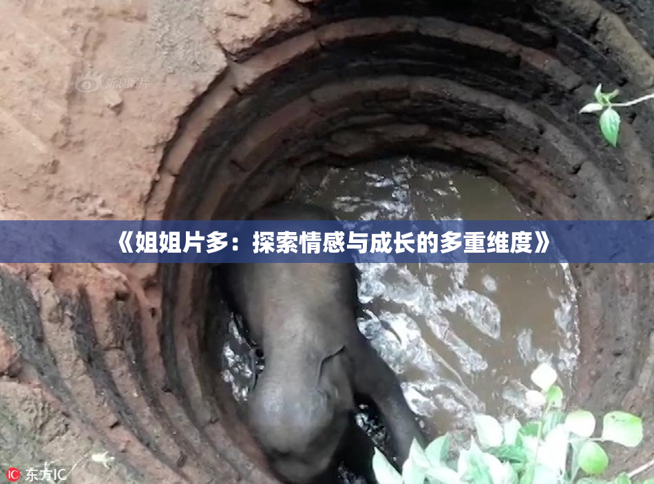 《姐姐片多：探索情感与成长的多重维度》