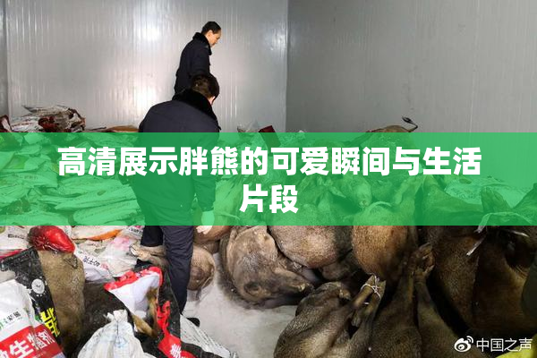 高清展示胖熊的可爱瞬间与生活片段