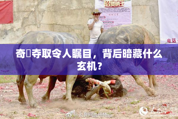 奇犽夺取令人瞩目，背后暗藏什么玄机？