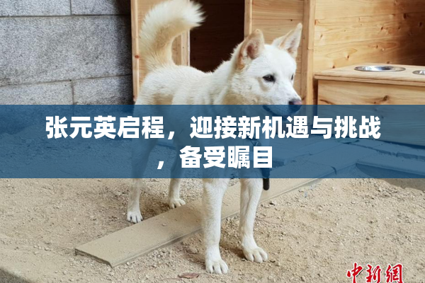 张元英启程，迎接新机遇与挑战，备受瞩目