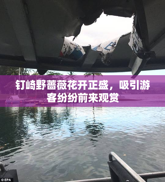 钉崎野蔷薇花开正盛，吸引游客纷纷前来观赏