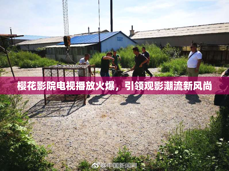 樱花影院电视播放火爆，引领观影潮流新风尚