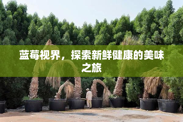 蓝莓视界，探索新鲜健康的美味之旅