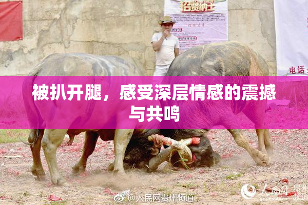 被扒开腿，感受深层情感的震撼与共鸣