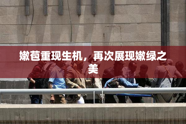 嫩苞重现生机，再次展现嫩绿之美