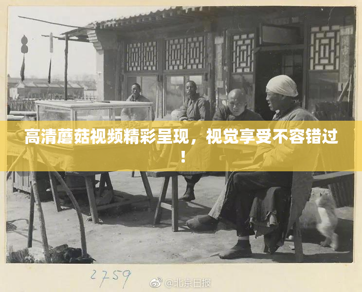 高清蘑菇视频精彩呈现，视觉享受不容错过！