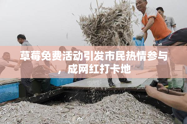 草莓免费活动引发市民热情参与，成网红打卡地