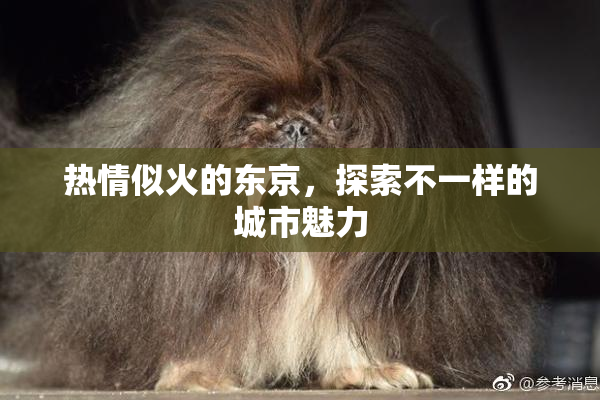 热情似火的东京，探索不一样的城市魅力