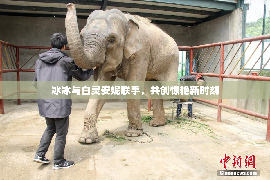 冰冰与白灵安妮联手，共创惊艳新时刻