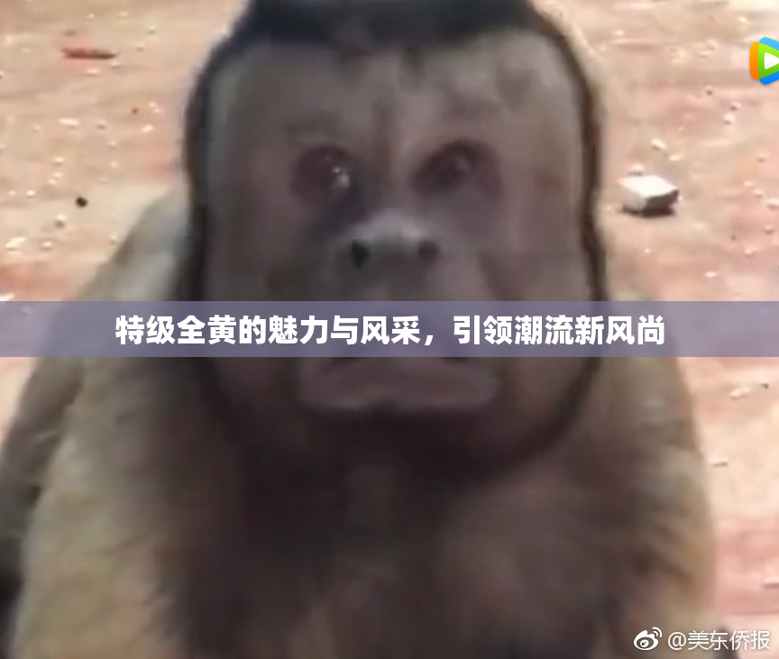 特级全黄的魅力与风采，引领潮流新风尚
