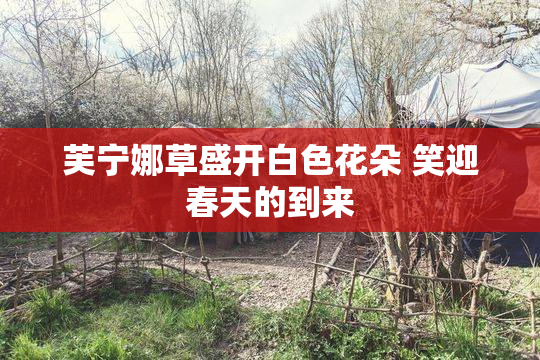 芙宁娜草盛开白色花朵 笑迎春天的到来