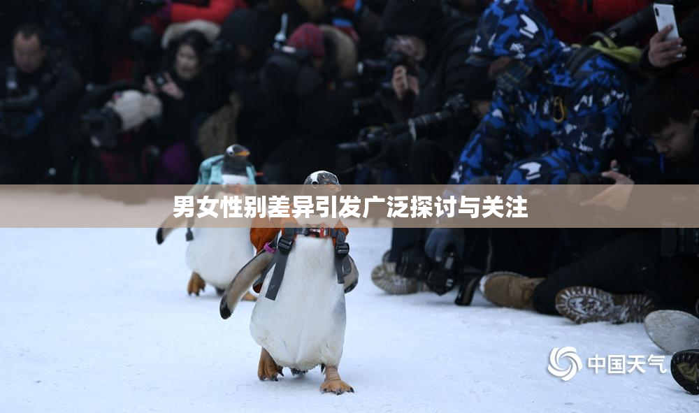 男女性别差异引发广泛探讨与关注