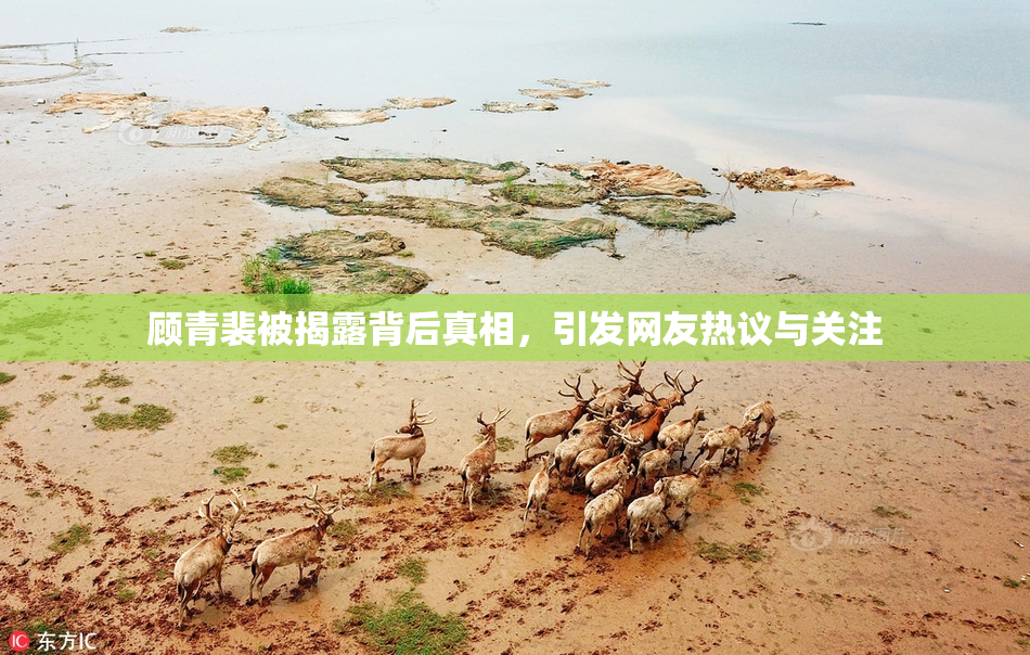顾青裴被揭露背后真相，引发网友热议与关注