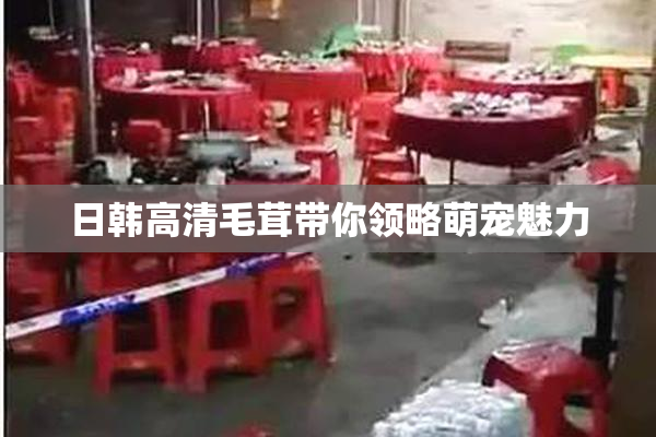 日韩高清毛茸带你领略萌宠魅力