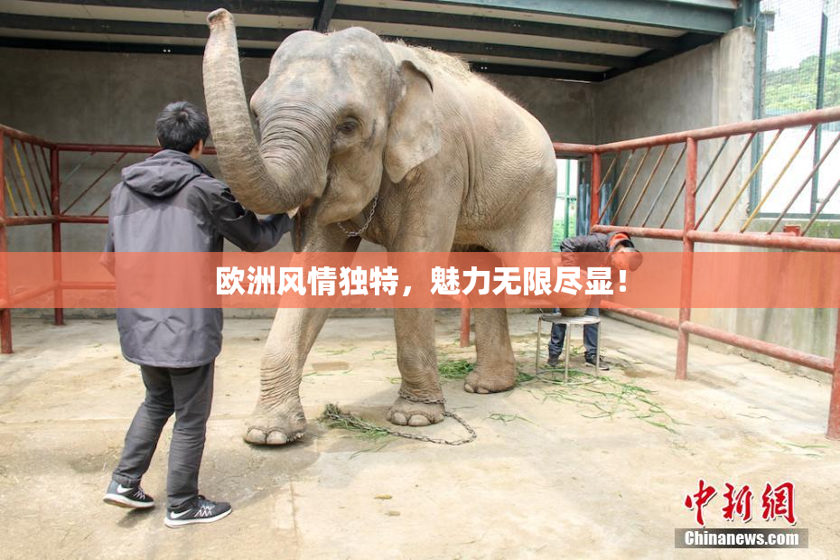 欧洲风情独特，魅力无限尽显！