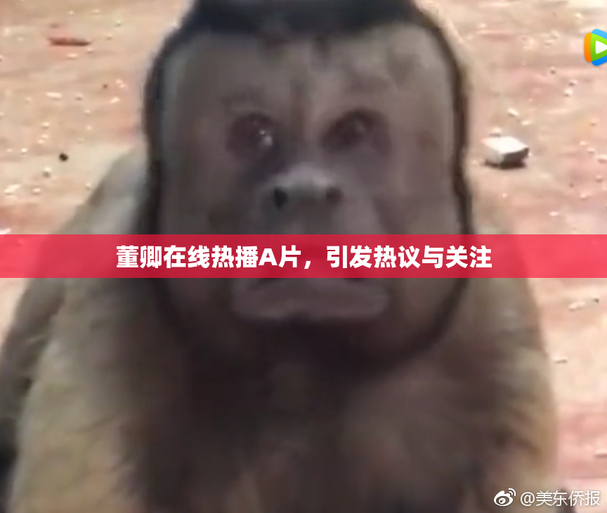 董卿在线热播A片，引发热议与关注