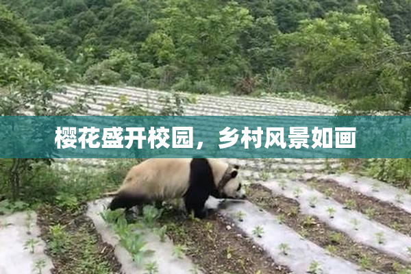 樱花盛开校园，乡村风景如画