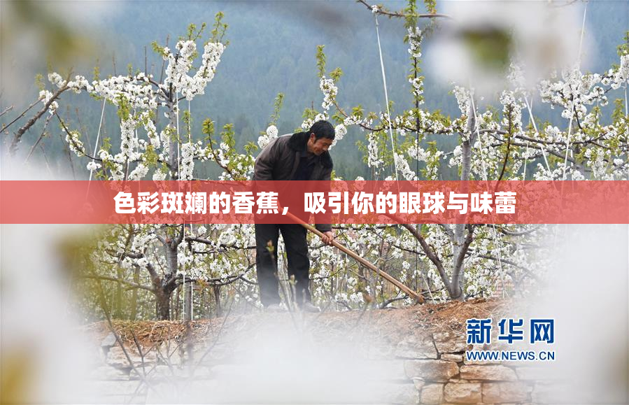 色彩斑斓的香蕉，吸引你的眼球与味蕾
