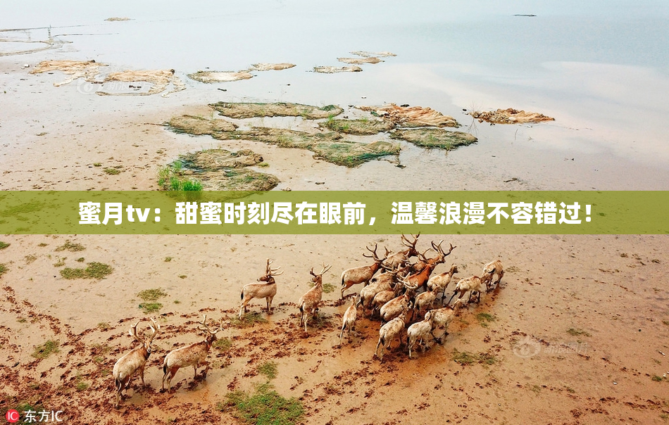 蜜月tv：甜蜜时刻尽在眼前，温馨浪漫不容错过！