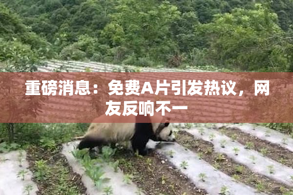 重磅消息：免费A片引发热议，网友反响不一