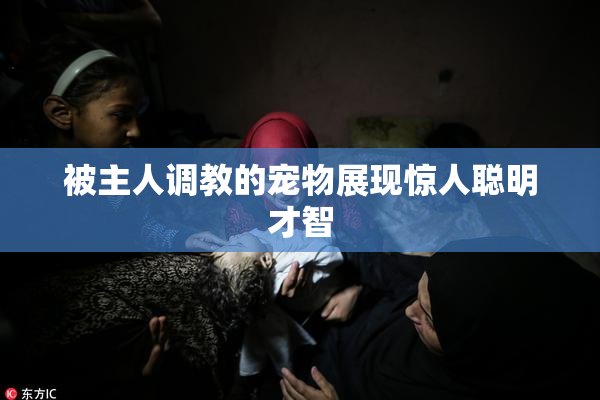 被主人调教的宠物展现惊人聪明才智