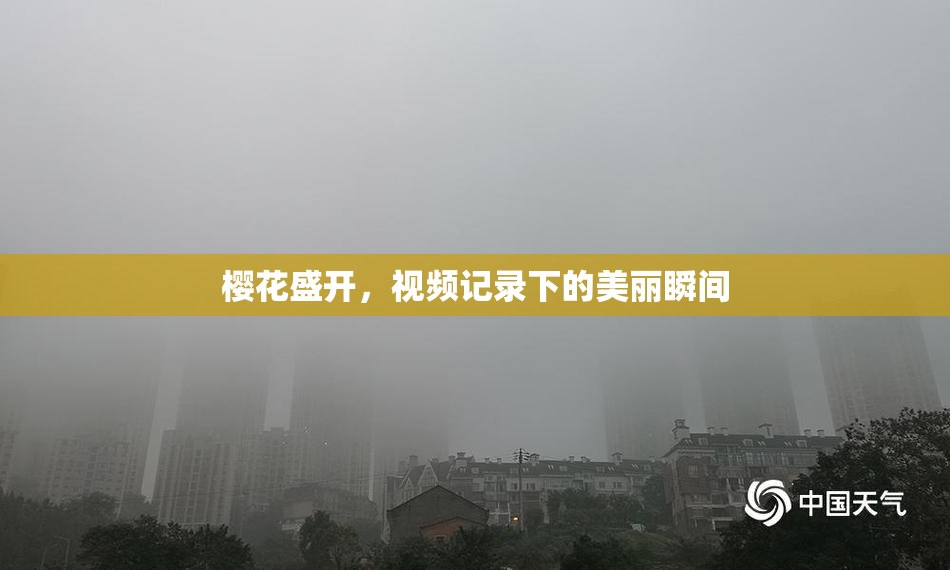 樱花盛开，视频记录下的美丽瞬间