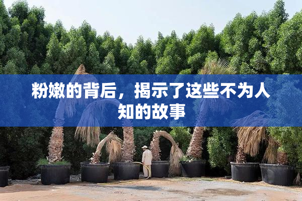 粉嫩的背后，揭示了这些不为人知的故事