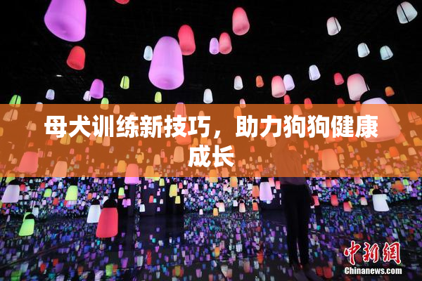 母犬训练新技巧，助力狗狗健康成长