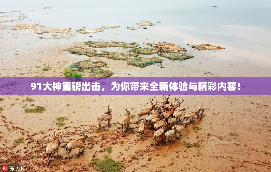 91大神重磅出击，为你带来全新体验与精彩内容！