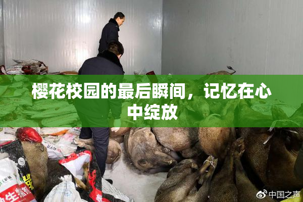 樱花校园的最后瞬间，记忆在心中绽放