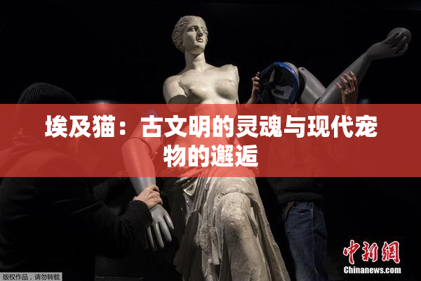 埃及猫：古文明的灵魂与现代宠物的邂逅