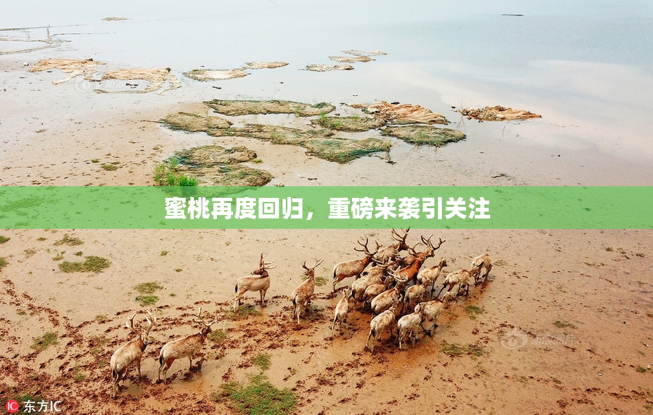 蜜桃再度回归，重磅来袭引关注