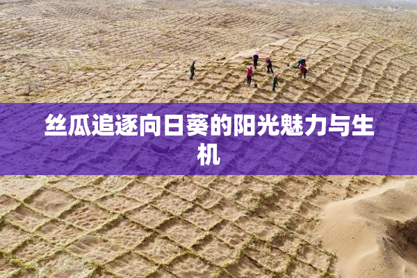 丝瓜追逐向日葵的阳光魅力与生机