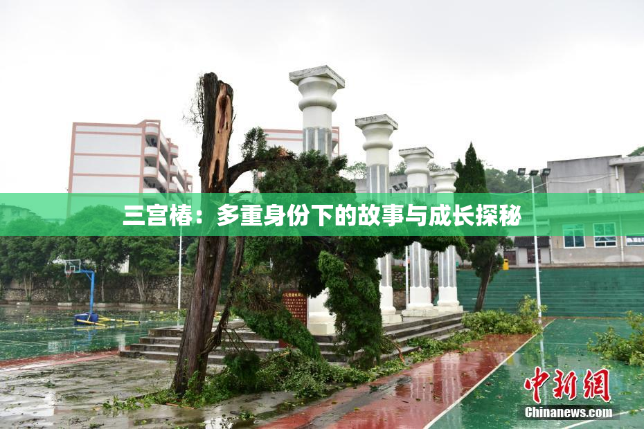 三宫椿：多重身份下的故事与成长探秘