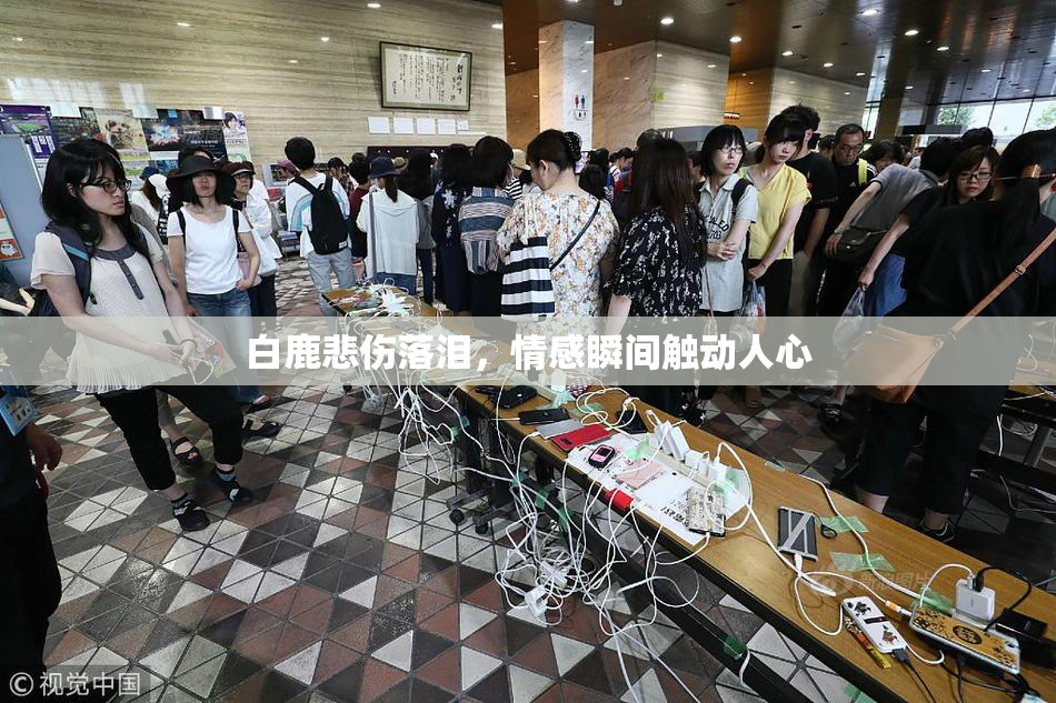 白鹿悲伤落泪，情感瞬间触动人心